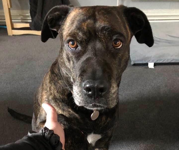 Rescue dog a beauty for anxious owner during lockdown ...