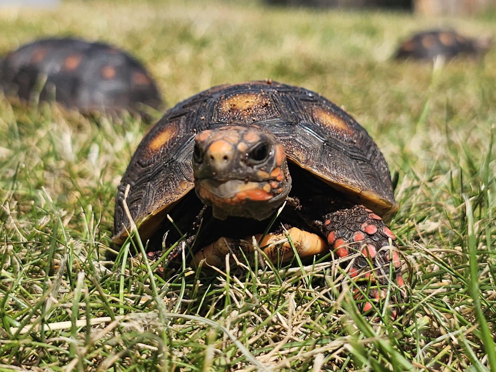 White Post Farm’s tortoises find new home in Scotland – Mansfield ...